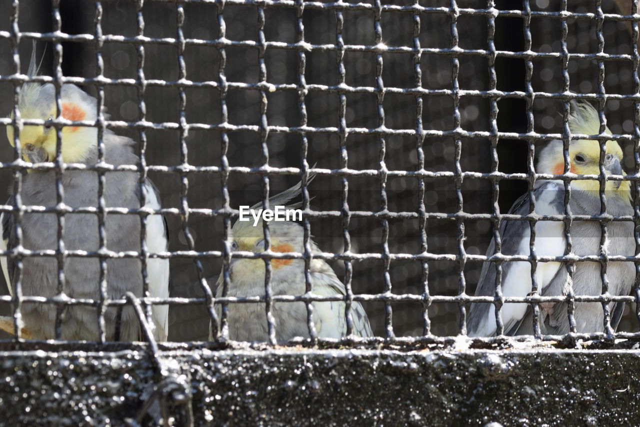 CLOSE-UP OF BIRD IN CAGE AGAINST FENCE