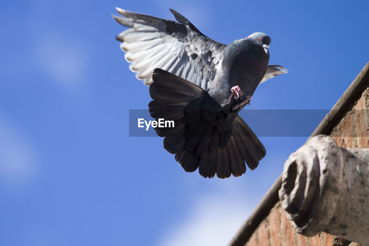 Low angle view of pigeon flying over retaining wall against sky