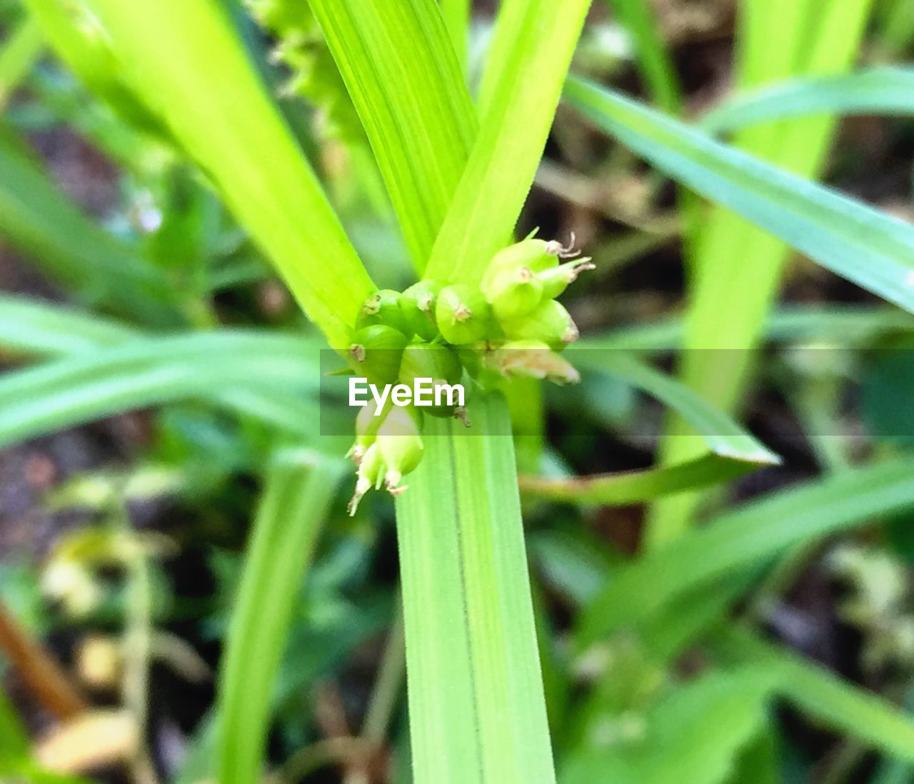 CLOSE-UP OF PLANT