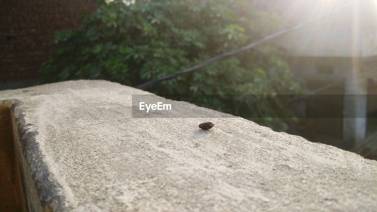 CLOSE-UP OF INSECT ON WOOD