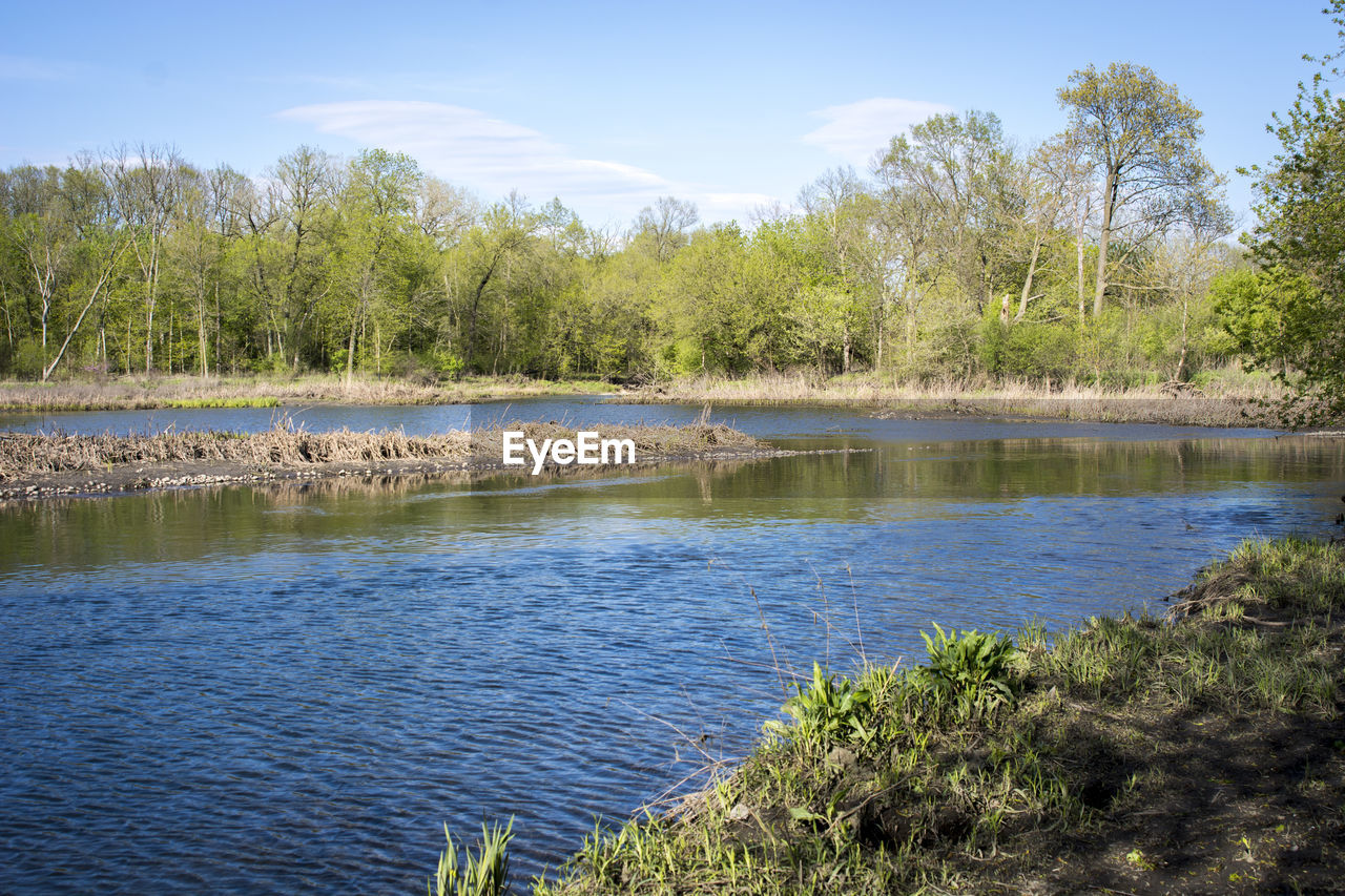 SCENIC VIEW OF LAKE IN FOREST