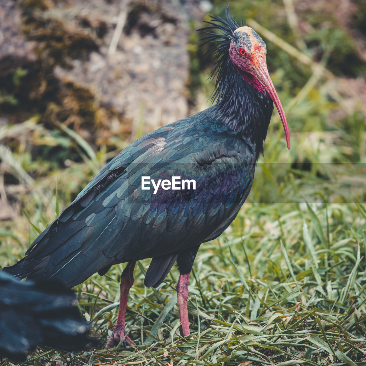 animal themes, animal, bird, one animal, animal wildlife, beak, wildlife, nature, no people, grass, ibis, plant, day, outdoors, full length, close-up