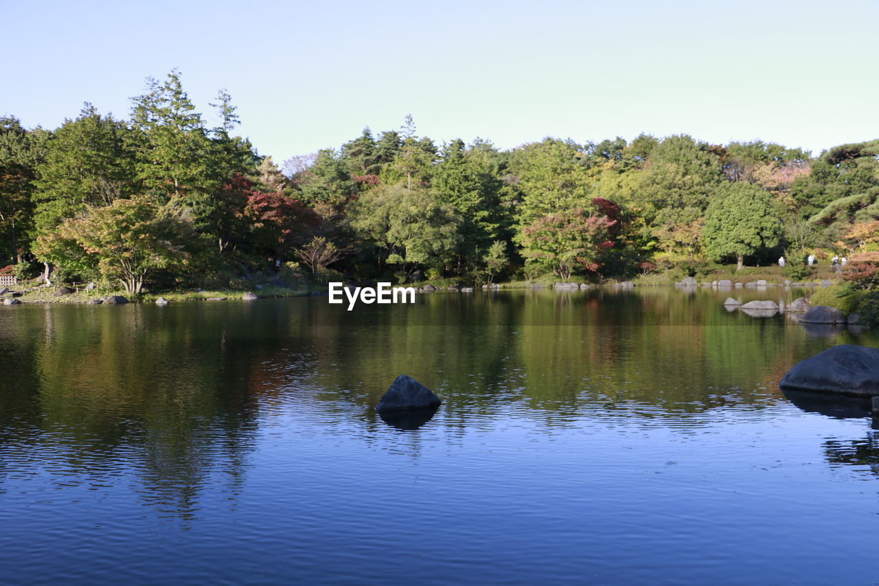 DUCKS SWIMMING ON LAKE AGAINST TREES