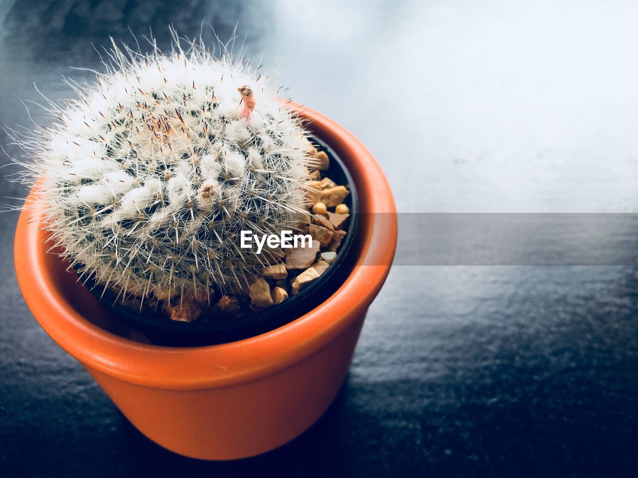 High angle view of potted plants on table