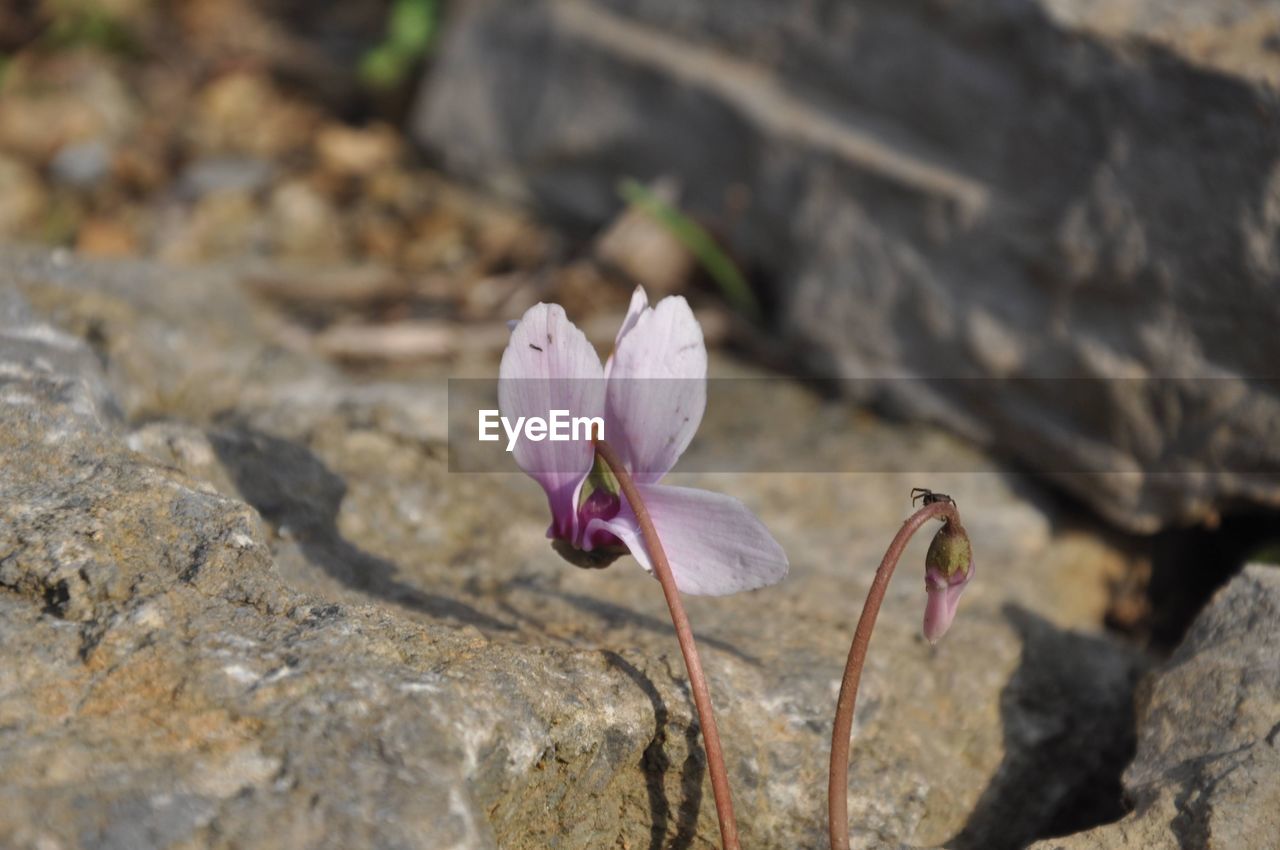 flower, flowering plant, plant, beauty in nature, nature, freshness, close-up, petal, pink, rock, fragility, leaf, macro photography, no people, inflorescence, flower head, day, focus on foreground, soil, outdoors, springtime, wildflower, growth, botany, blossom, sunlight, land, selective focus