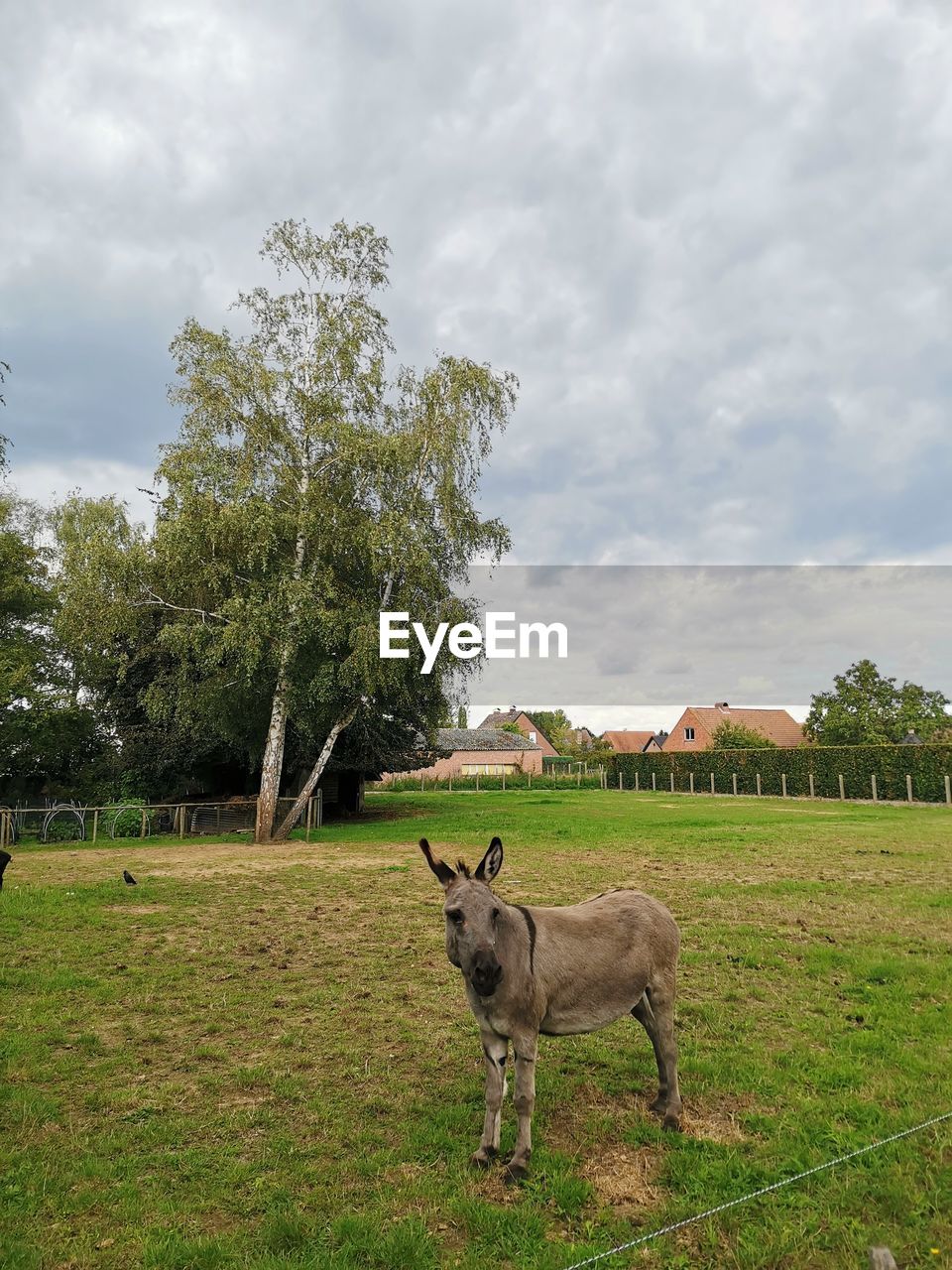 GIRAFFE STANDING ON FIELD