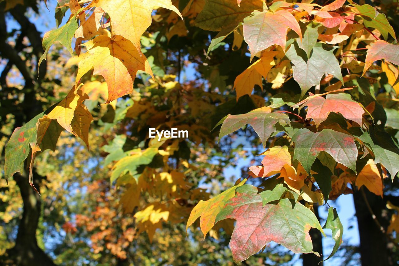 Low angle view of autumnal leaves on tree