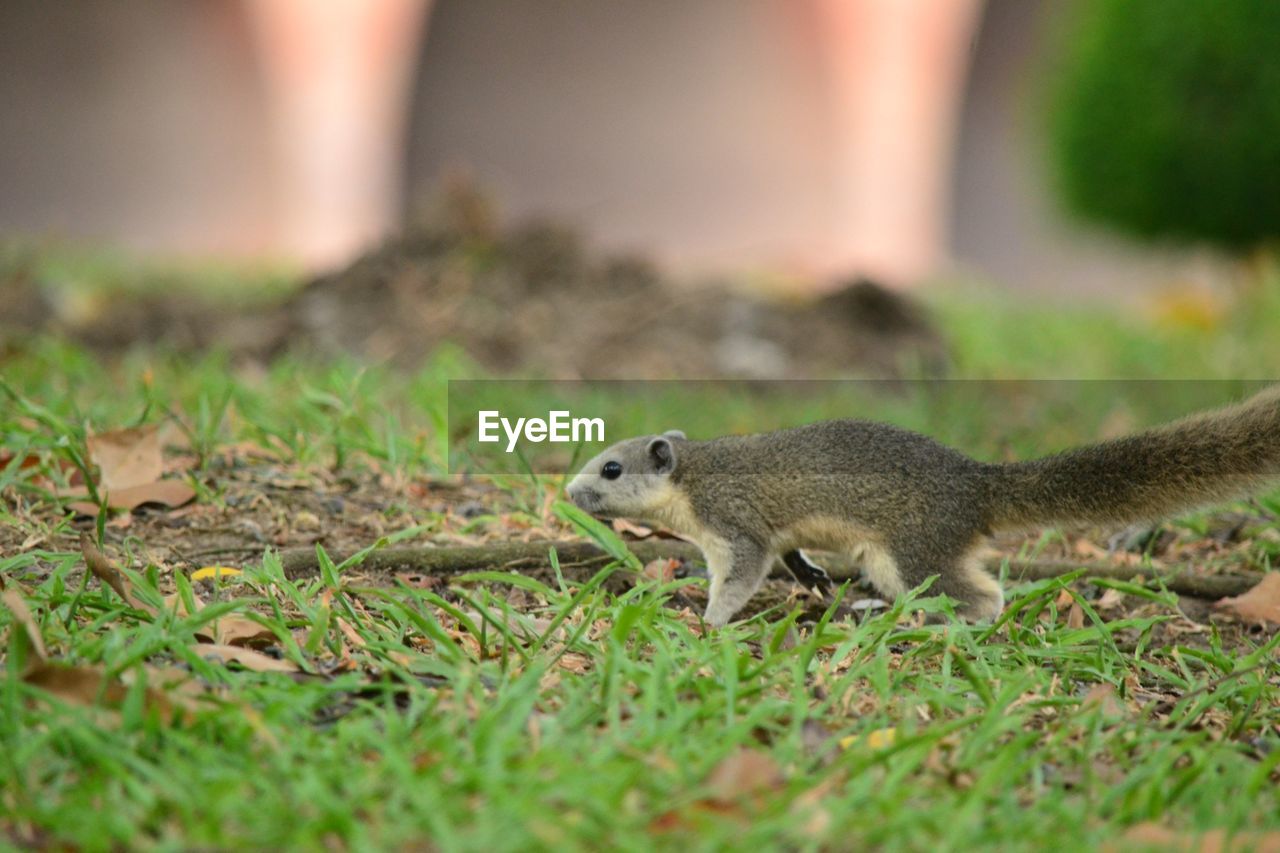 SQUIRREL STANDING ON FIELD