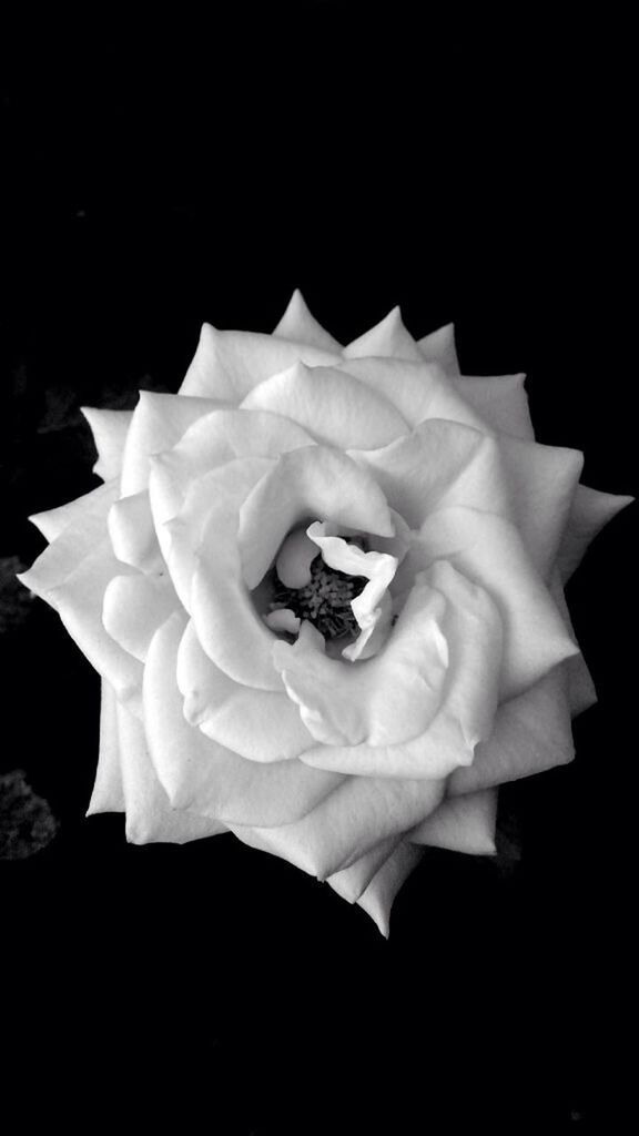 CLOSE-UP OF WHITE ROSE BLOOMING OUTDOORS