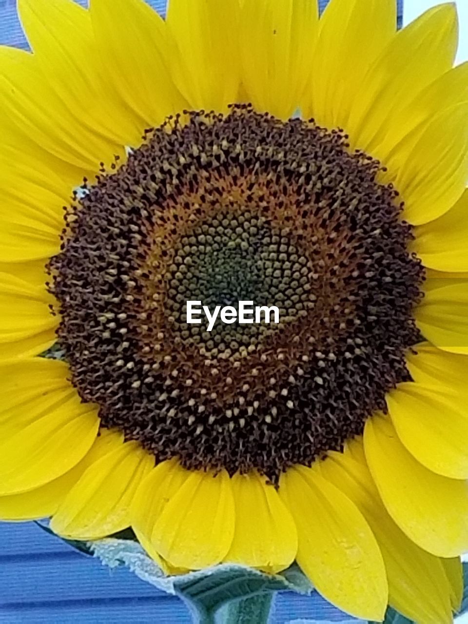 CLOSE-UP OF SUNFLOWER BLOOMING IN PARK
