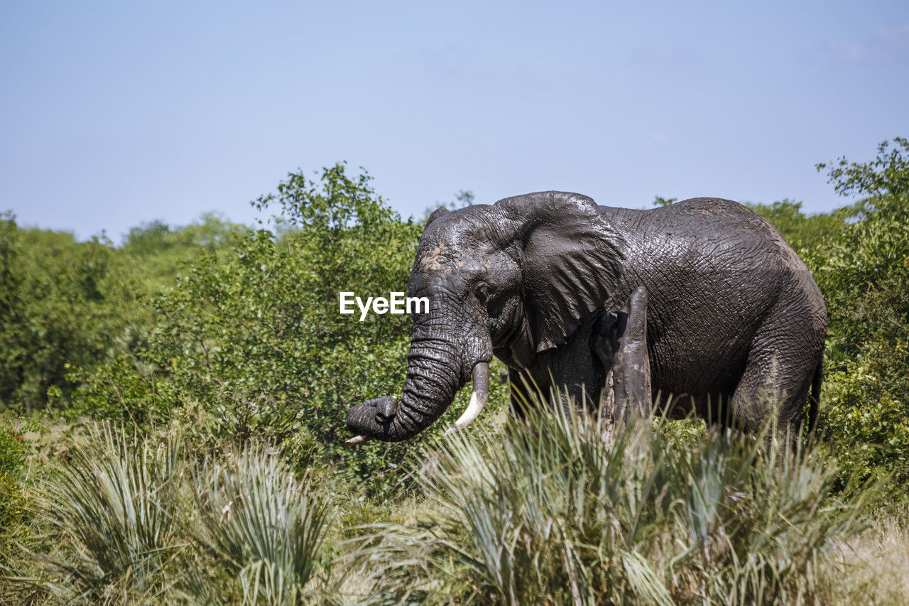 elephant on field
