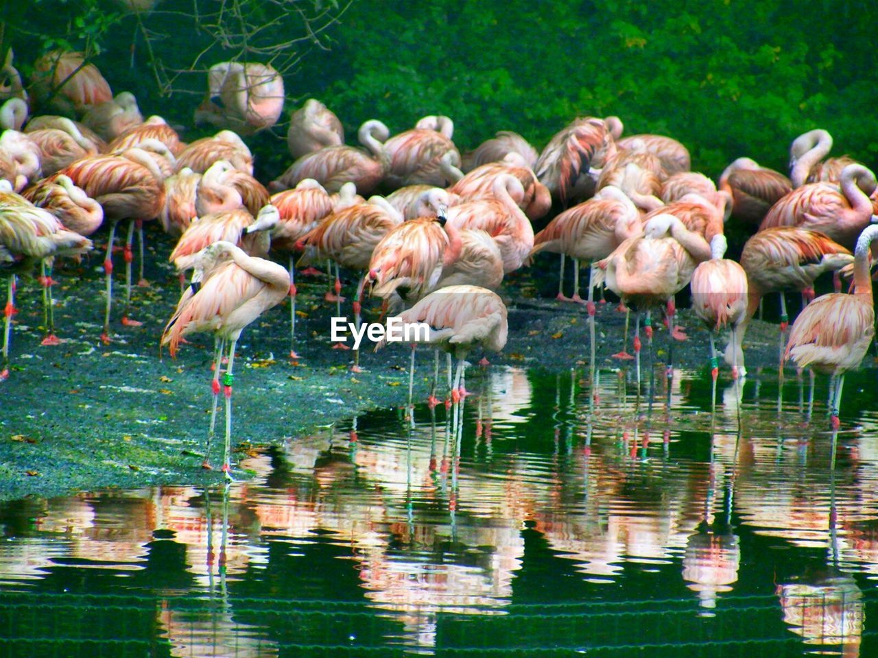 Birds in lake