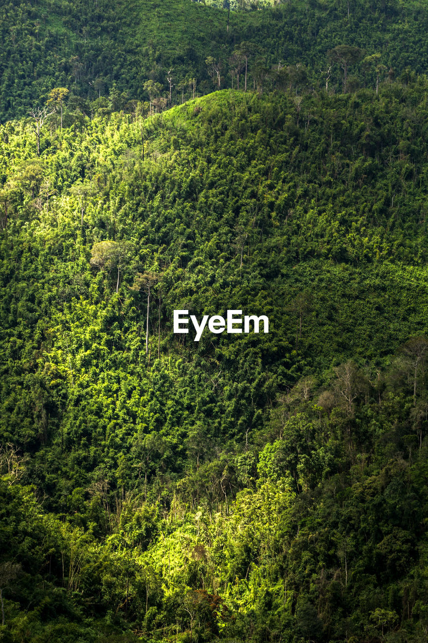 Full frame shot of trees on mountain