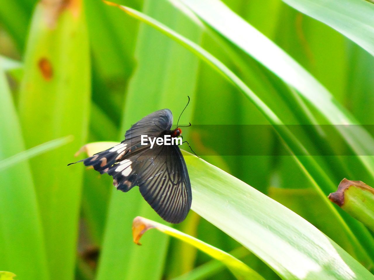 Close-up of butterfly perching on plant