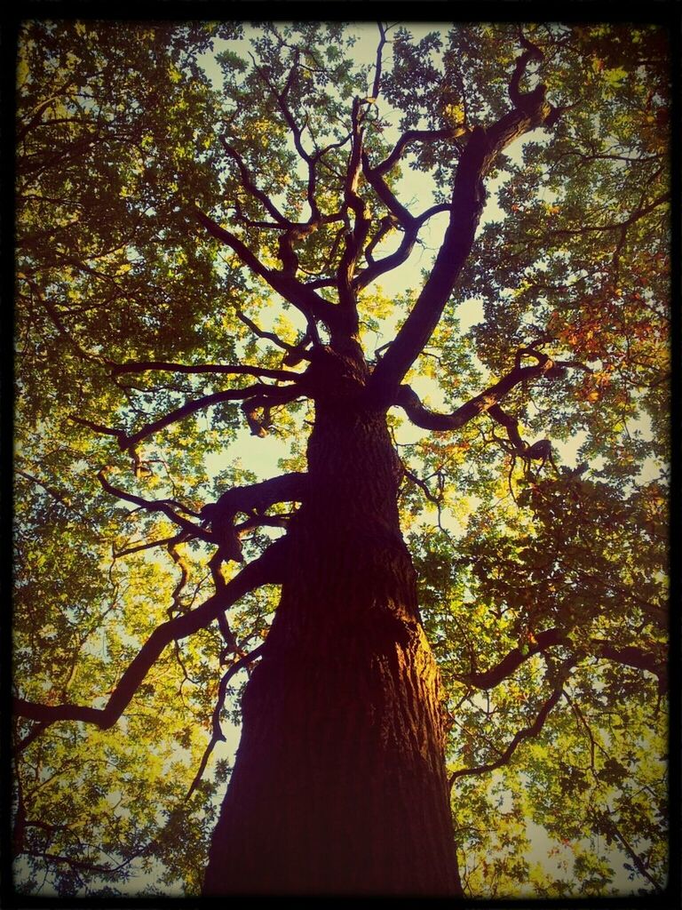 LOW ANGLE VIEW OF TREES AGAINST SKY