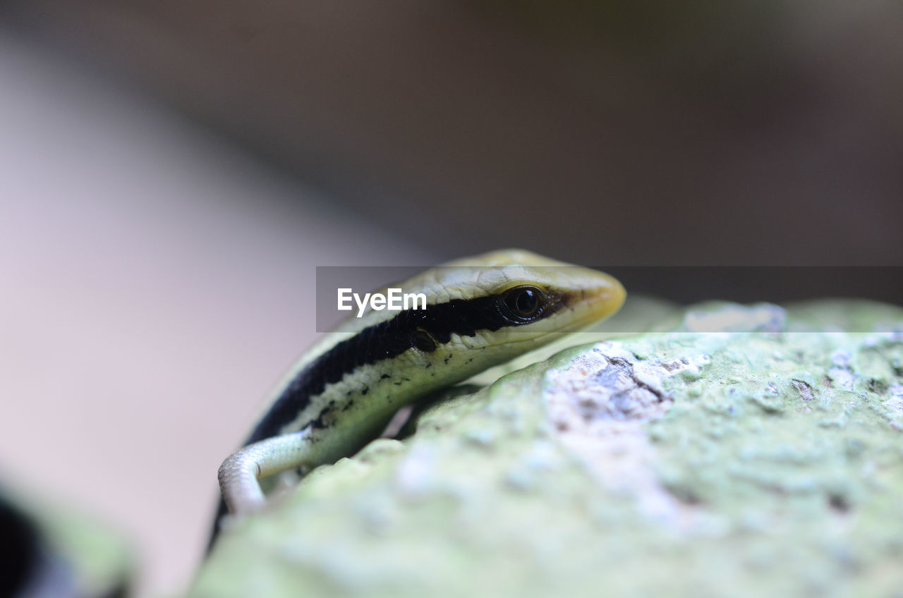 Close up of skink climbing on brick wall against blurred background