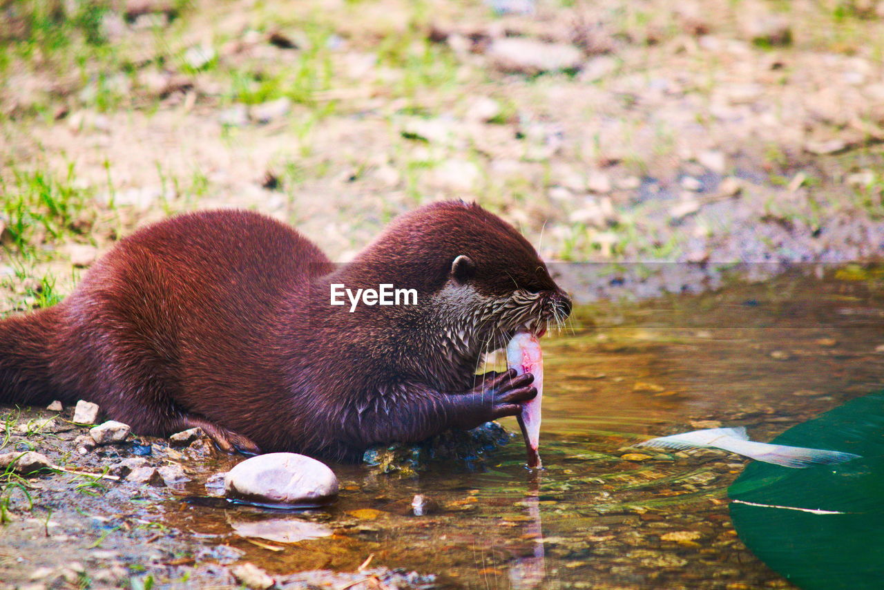 CLOSE-UP OF SNAKE EATING IN WATER