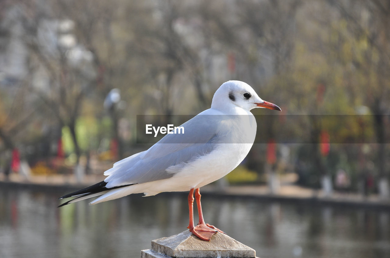 CLOSE-UP OF SEAGULL PERCHING BY LAKE