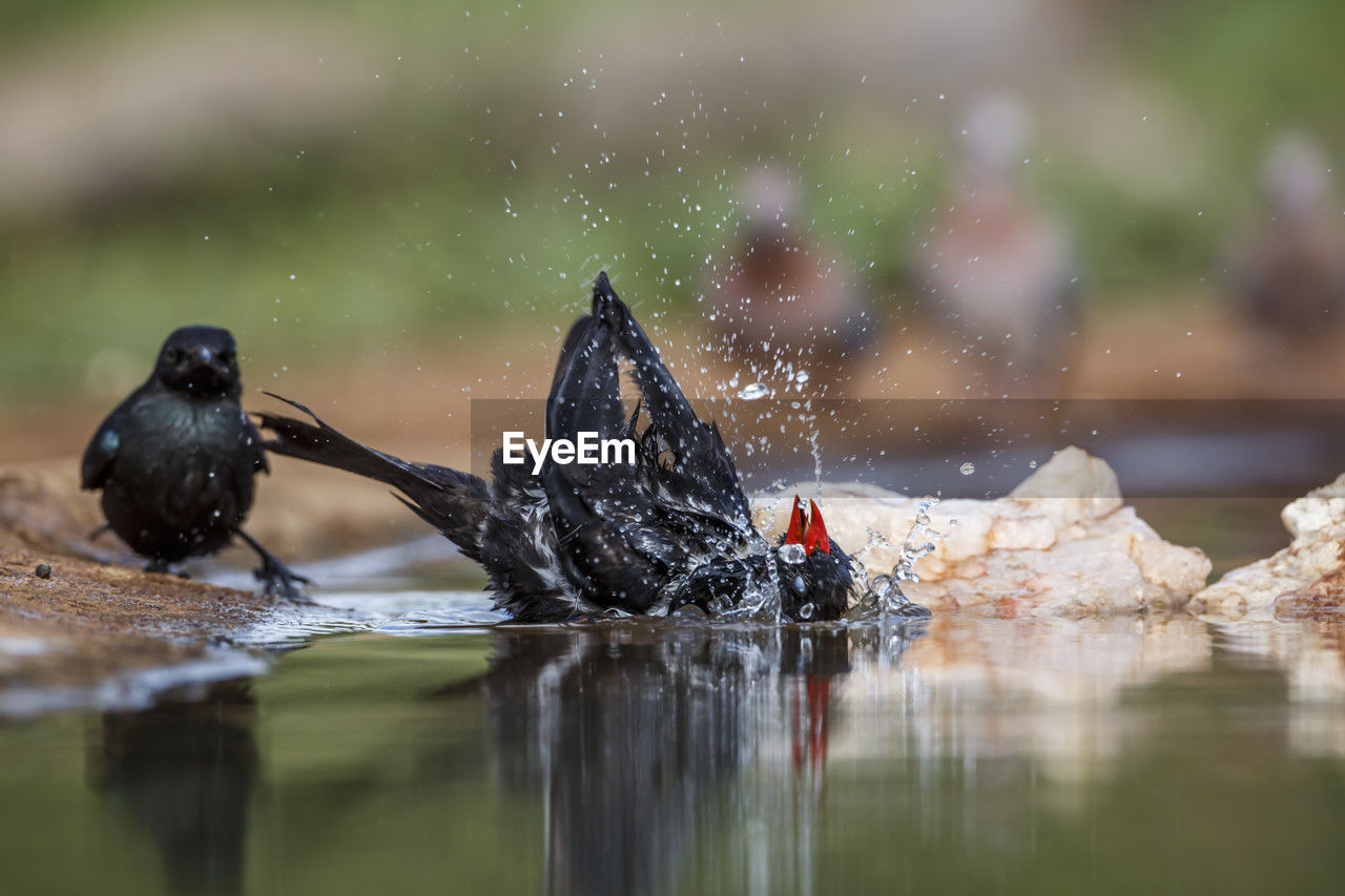 close-up of bird flying over lake