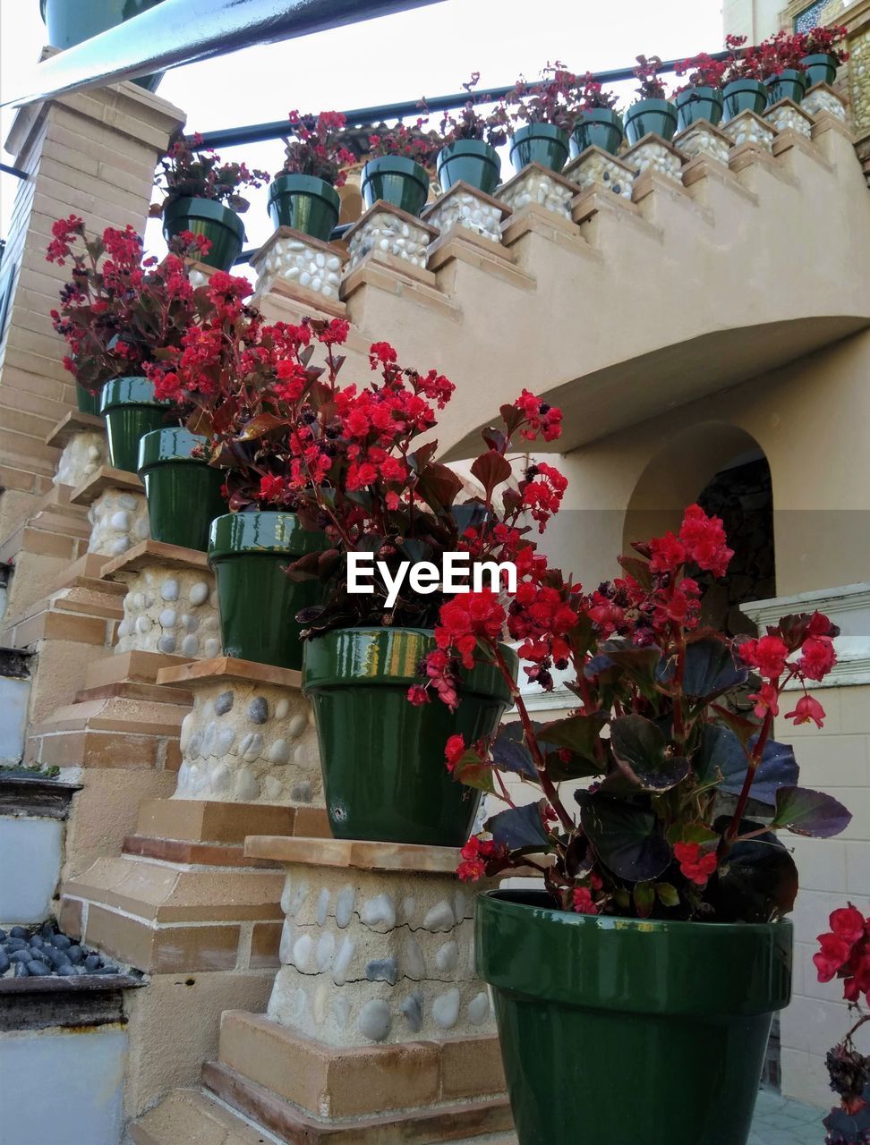 POTTED PLANTS AGAINST BUILDING AND WHITE FLOWERING PLANT