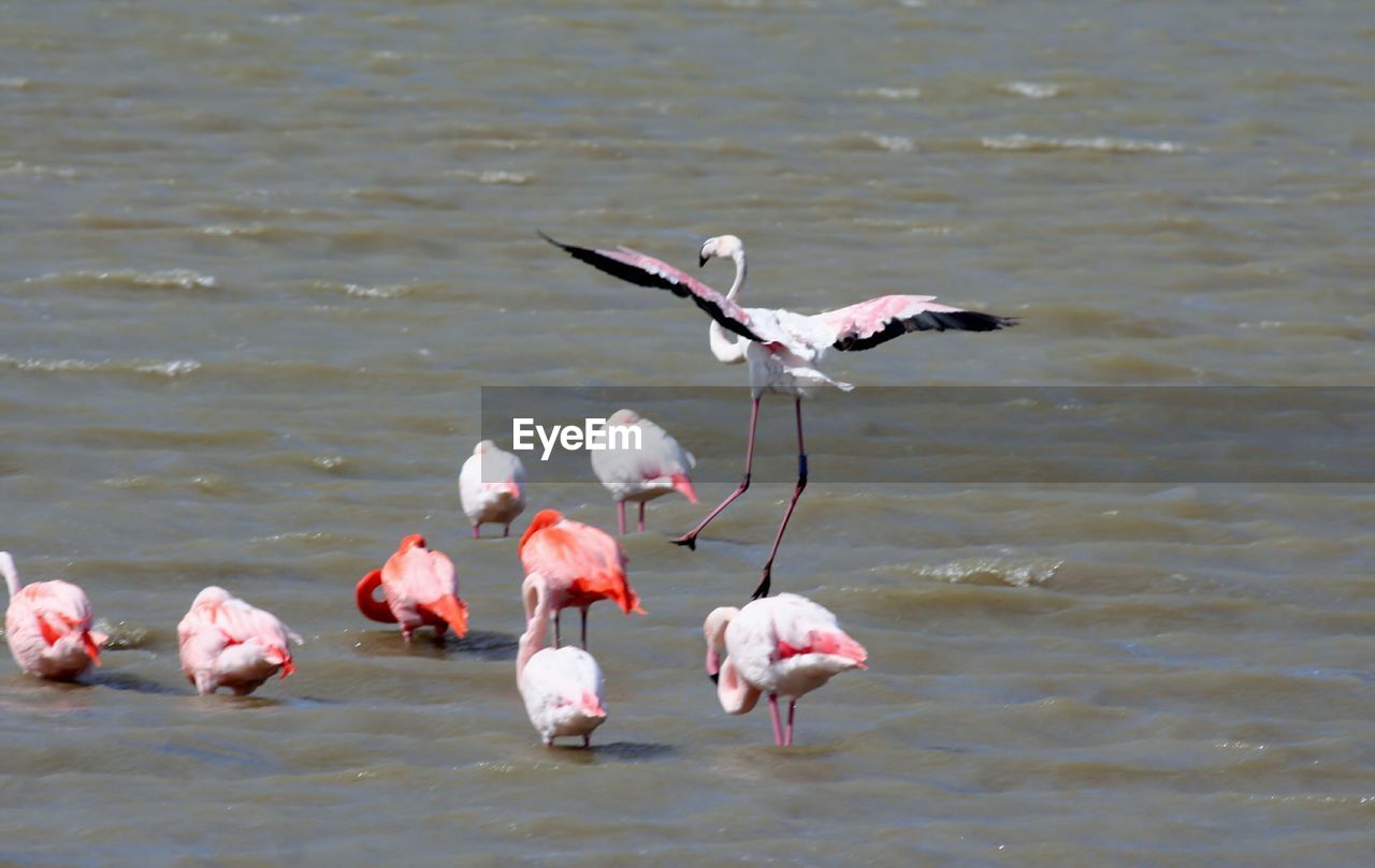 VIEW OF BIRDS IN CALM WATER