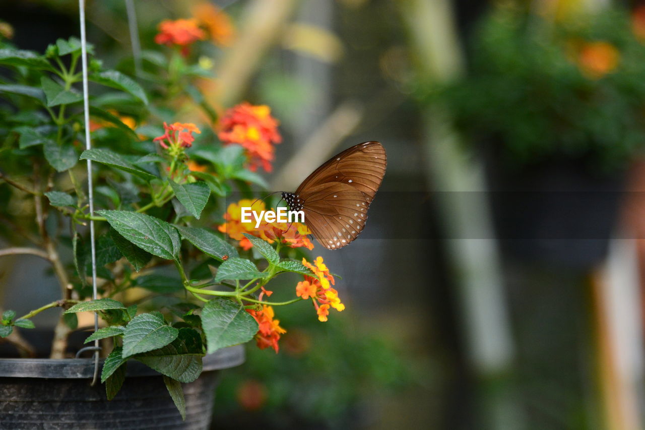 Close-up of butterfly on plant