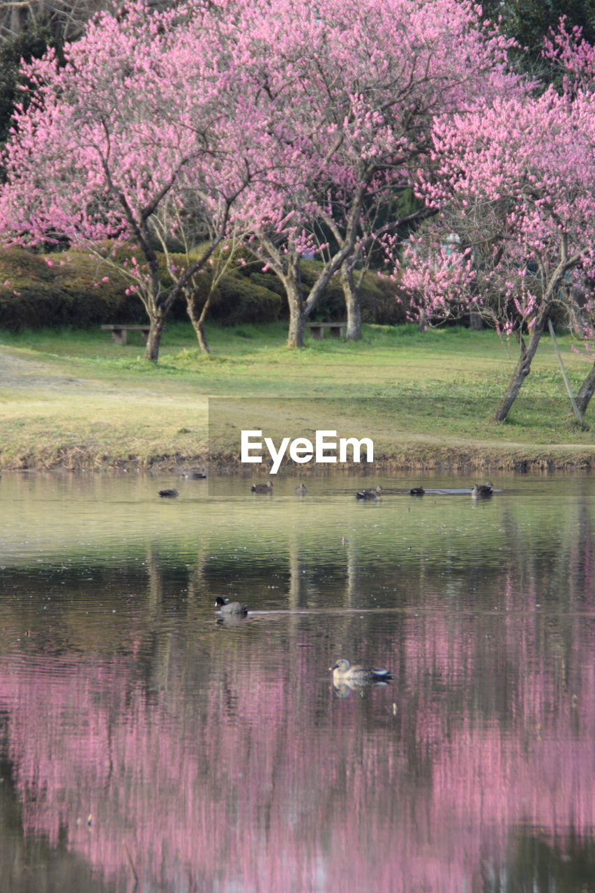 SCENIC VIEW OF LAKE