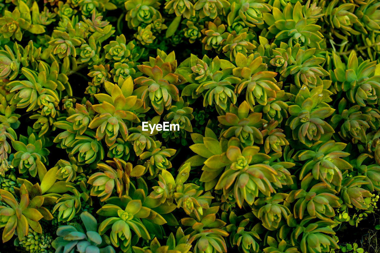 Full frame shot of yellow flowering plants