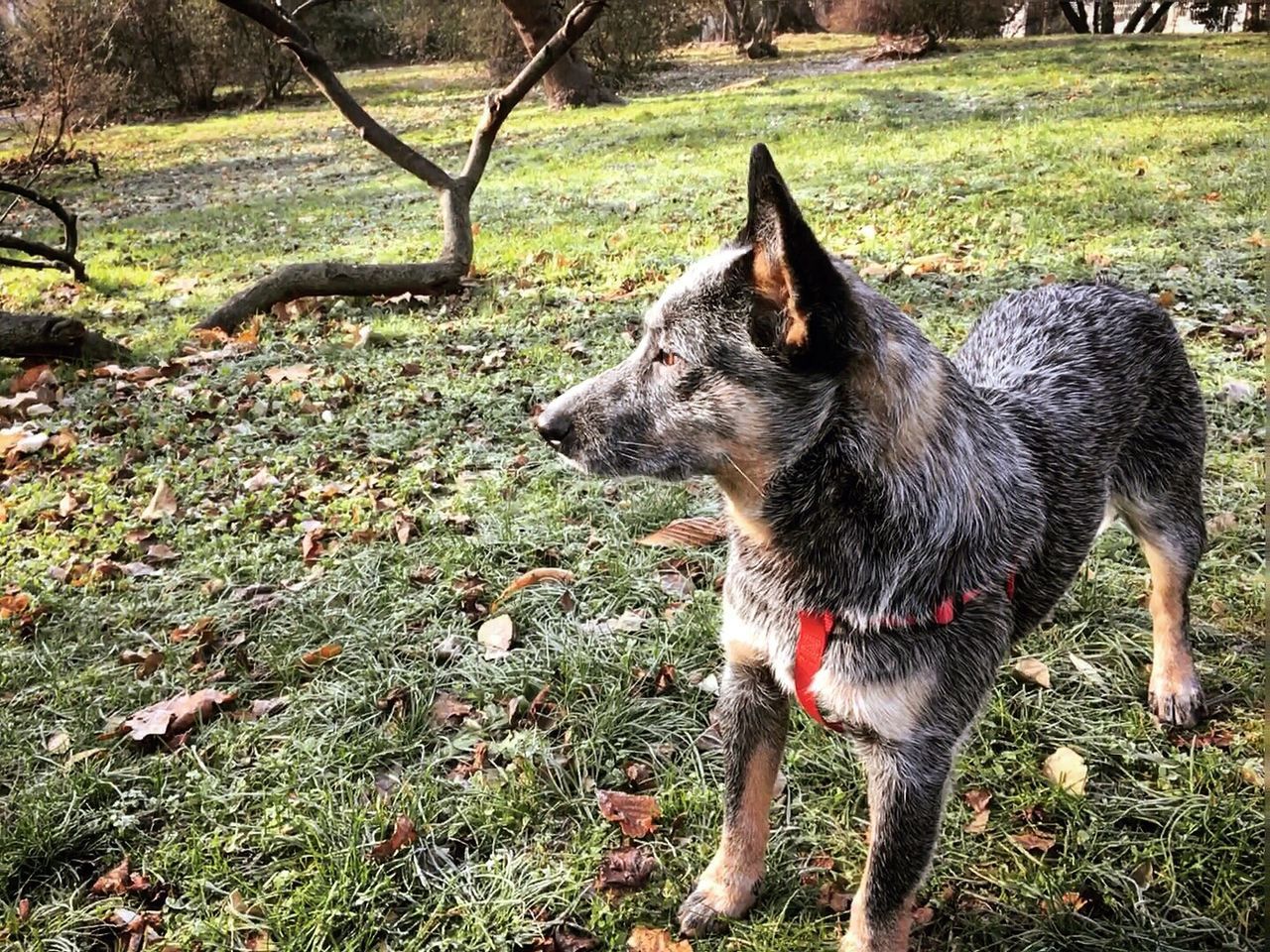 VIEW OF DOG ON FIELD