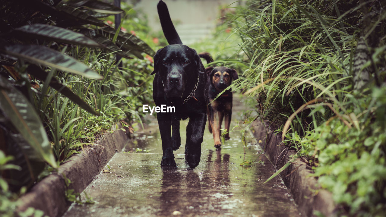 Dogs walking on wet walkway amidst plants