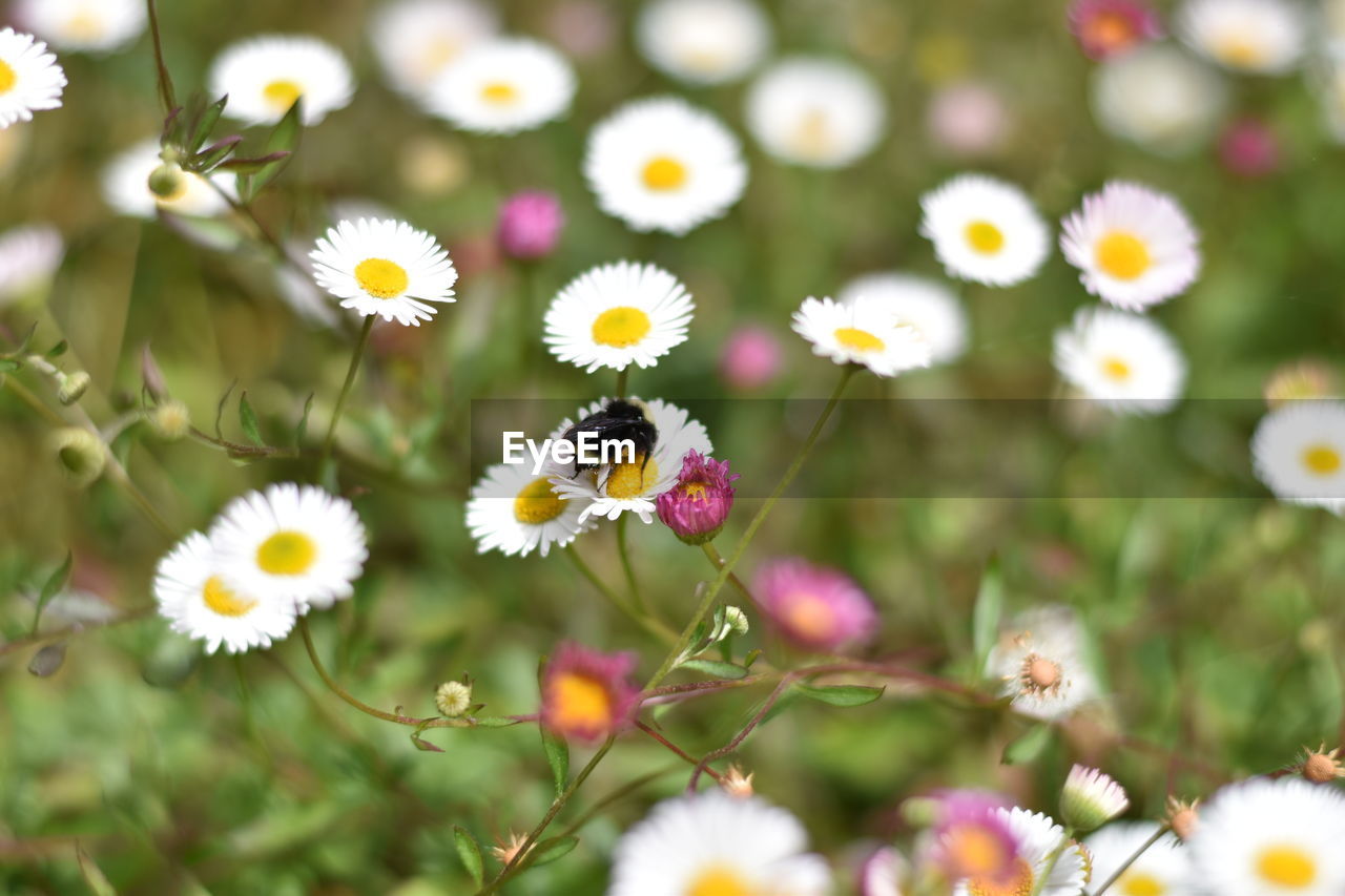 Close-up of insect on white daisy flowers