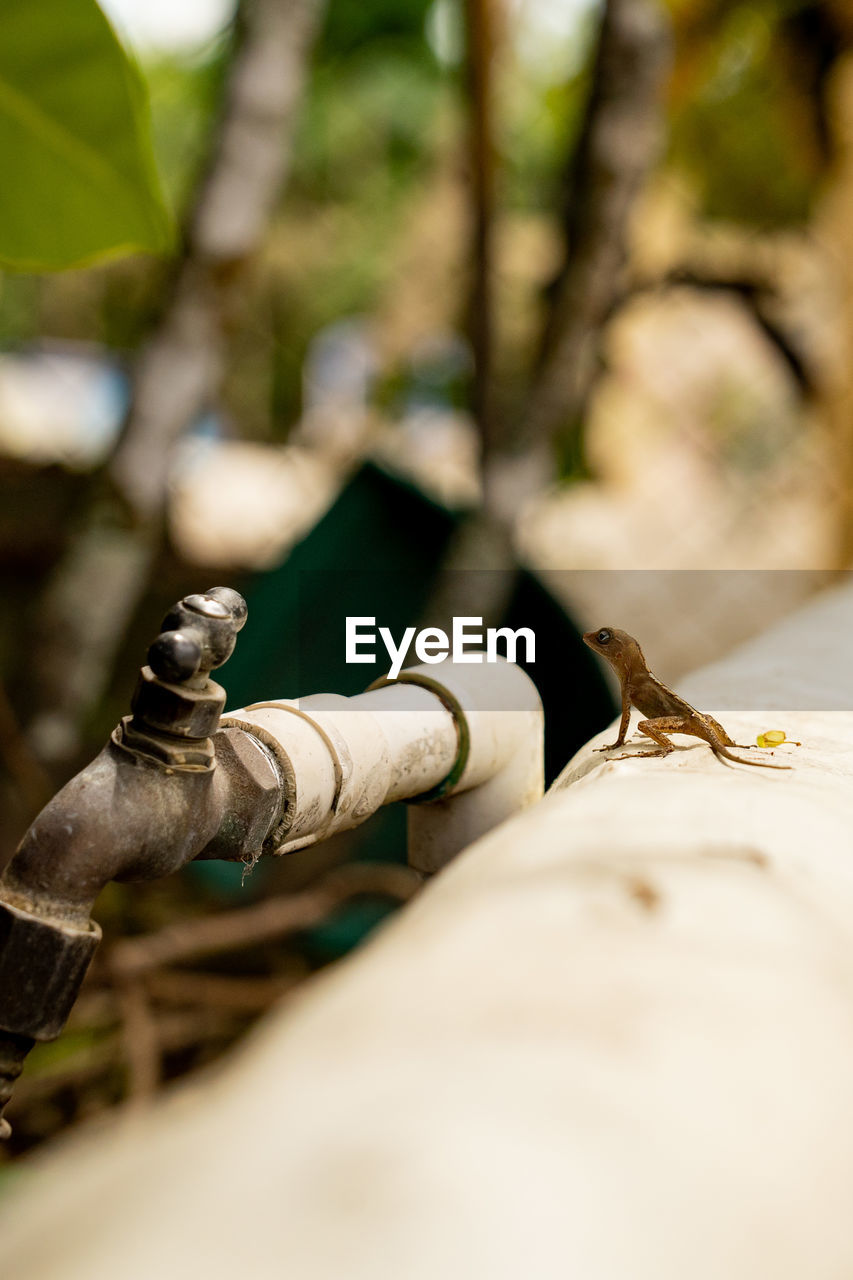Lizard with tube