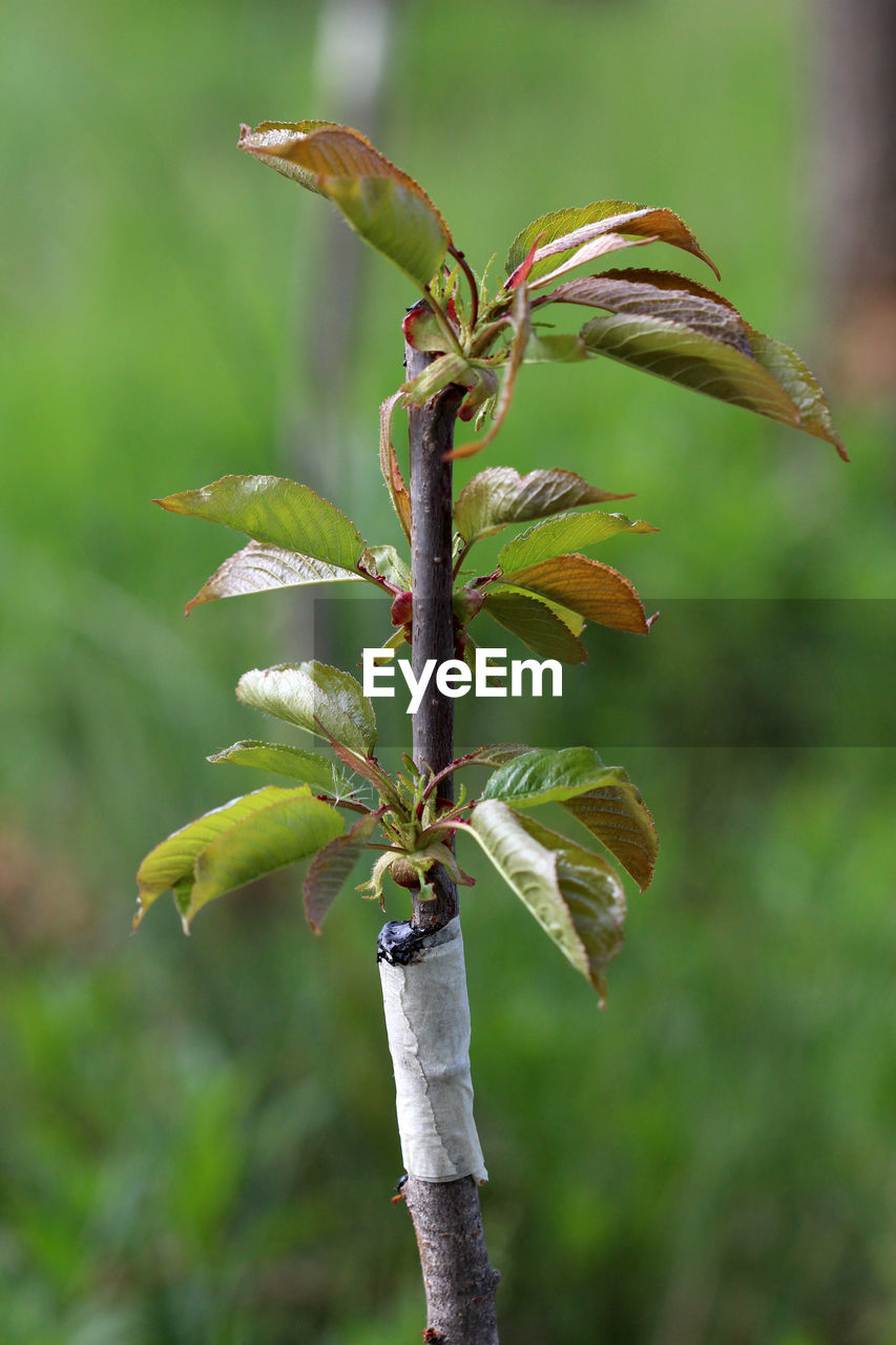 CLOSE-UP OF PLANT