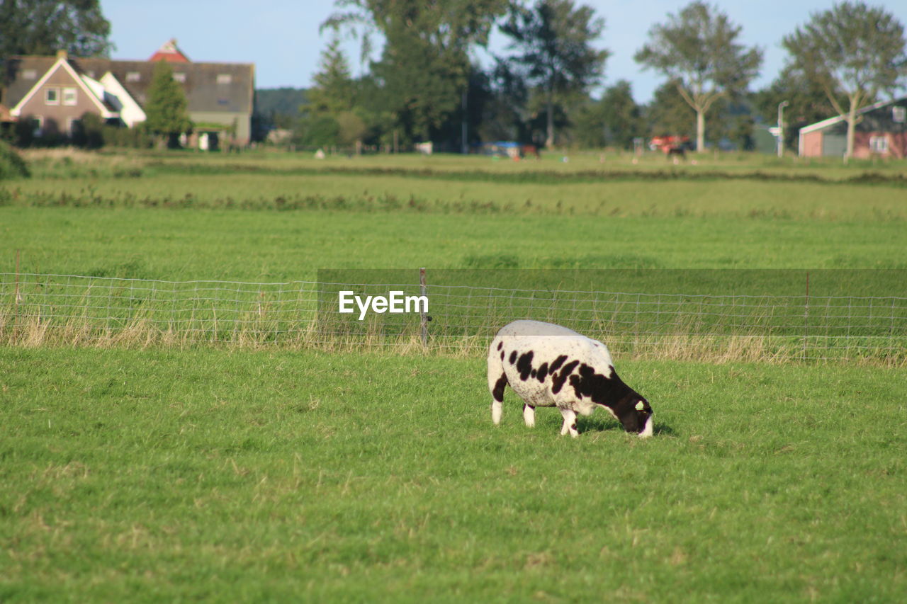 Sheep grazing in a field