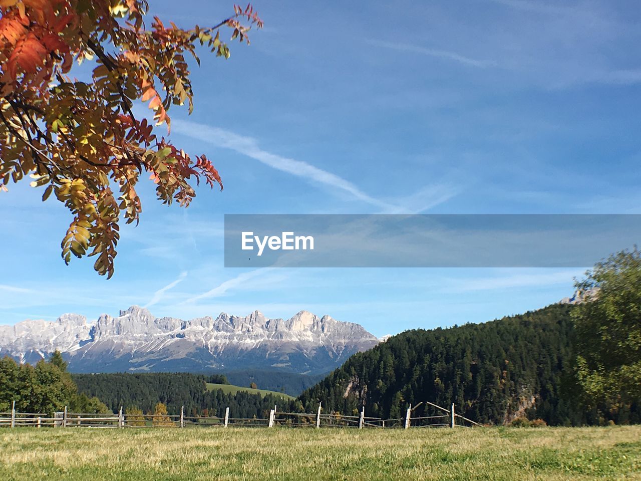 Scenic view of trees on field against sky