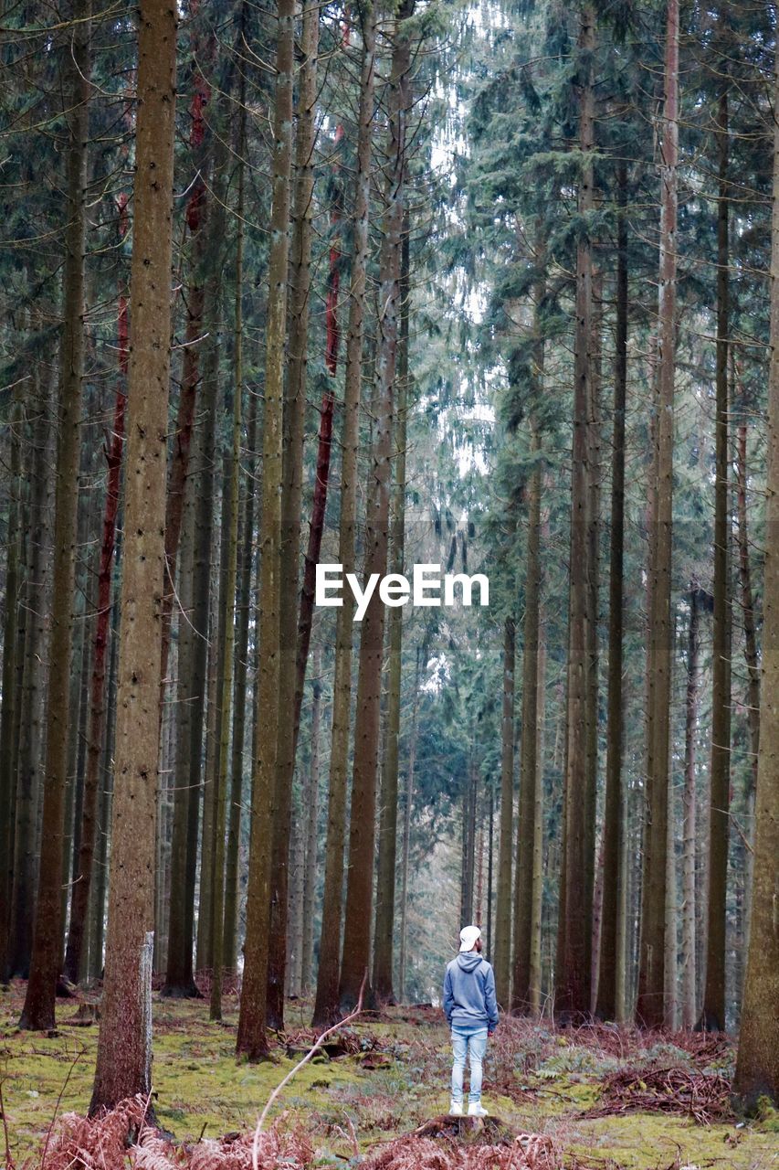 Rear view of man standing in forest