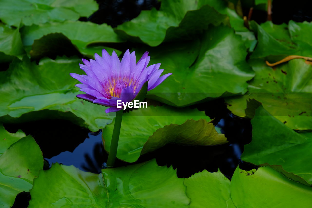CLOSE-UP OF PURPLE LOTUS WATER LILY IN LAKE