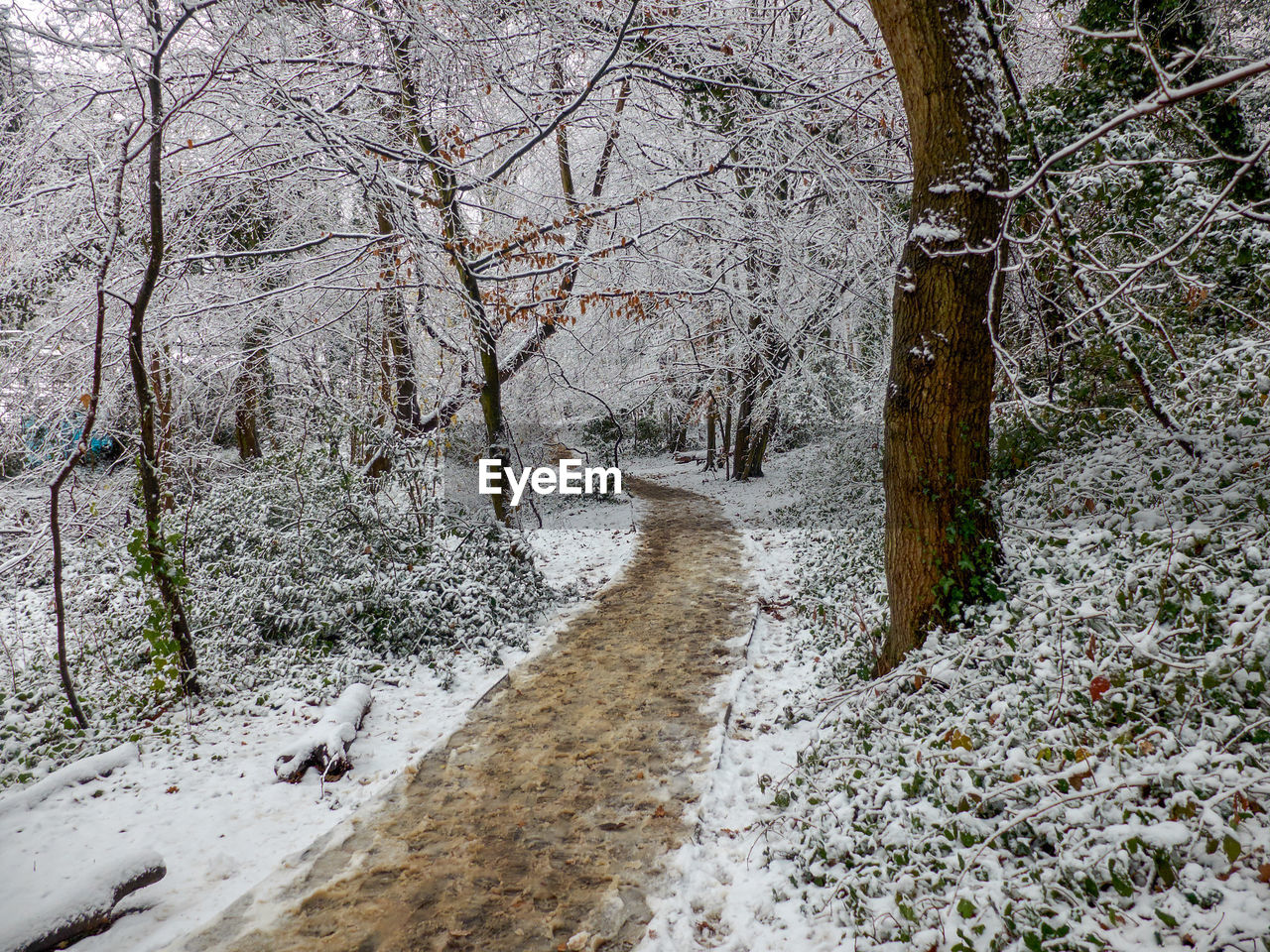 Road by river in forest during winter