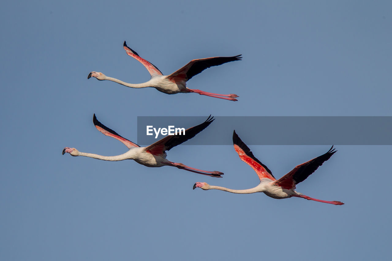 LOW ANGLE VIEW OF SEAGULLS FLYING