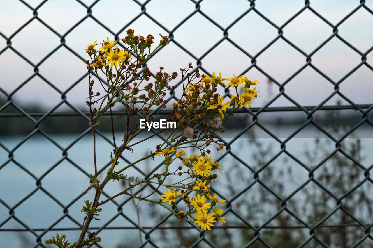 fence, flower, yellow, flowering plant, boundary, barrier, nature, security, safety, plant, chainlink fence, no people, close-up, vulnerability, day, focus on foreground, fragility, protection, metal, beauty in nature, outdoors, flower head