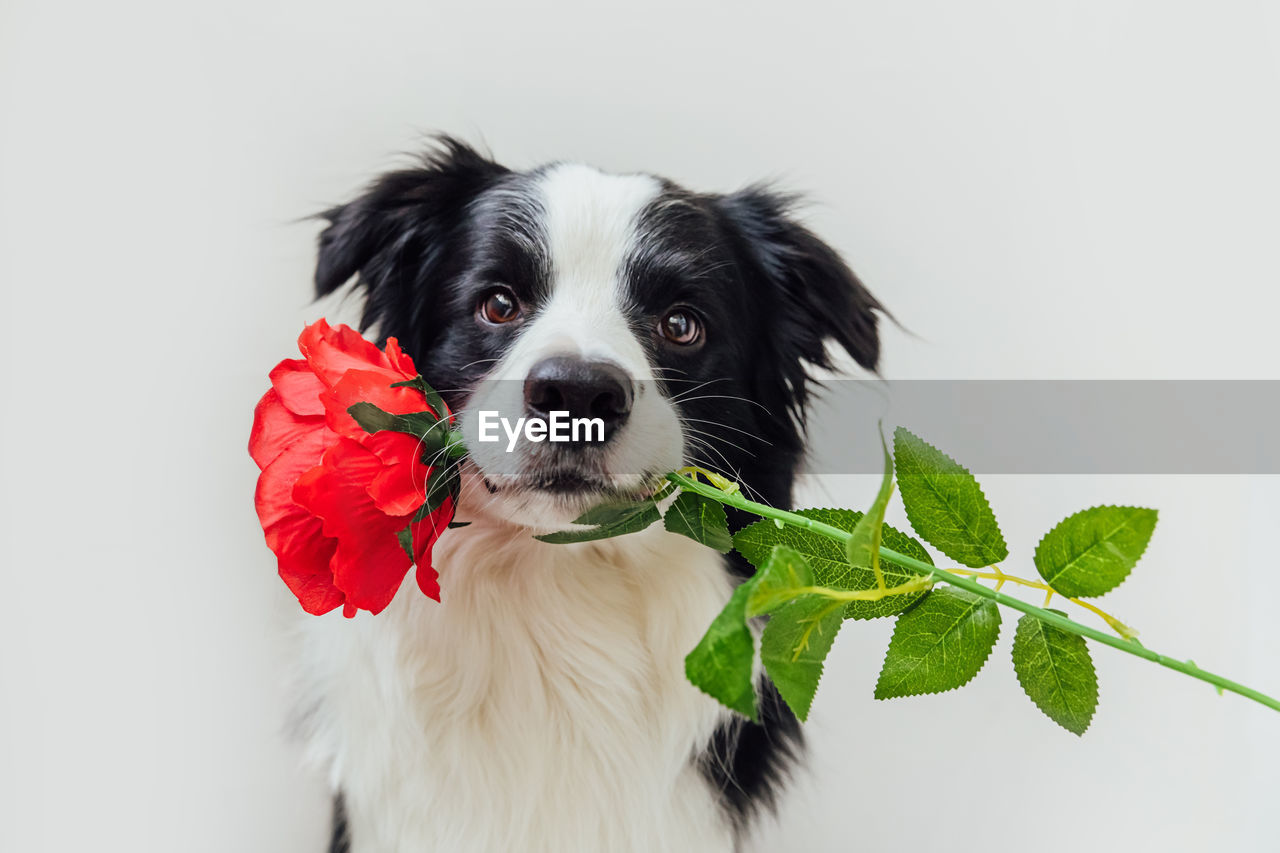 pet, domestic animals, one animal, canine, dog, animal themes, mammal, animal, cute, portrait, young animal, lap dog, puppy, leaf, studio shot, carnivore, cut out, plant part, no people, border collie, looking at camera, flower, nature, indoors, plant, animal body part, emotion, animal hair