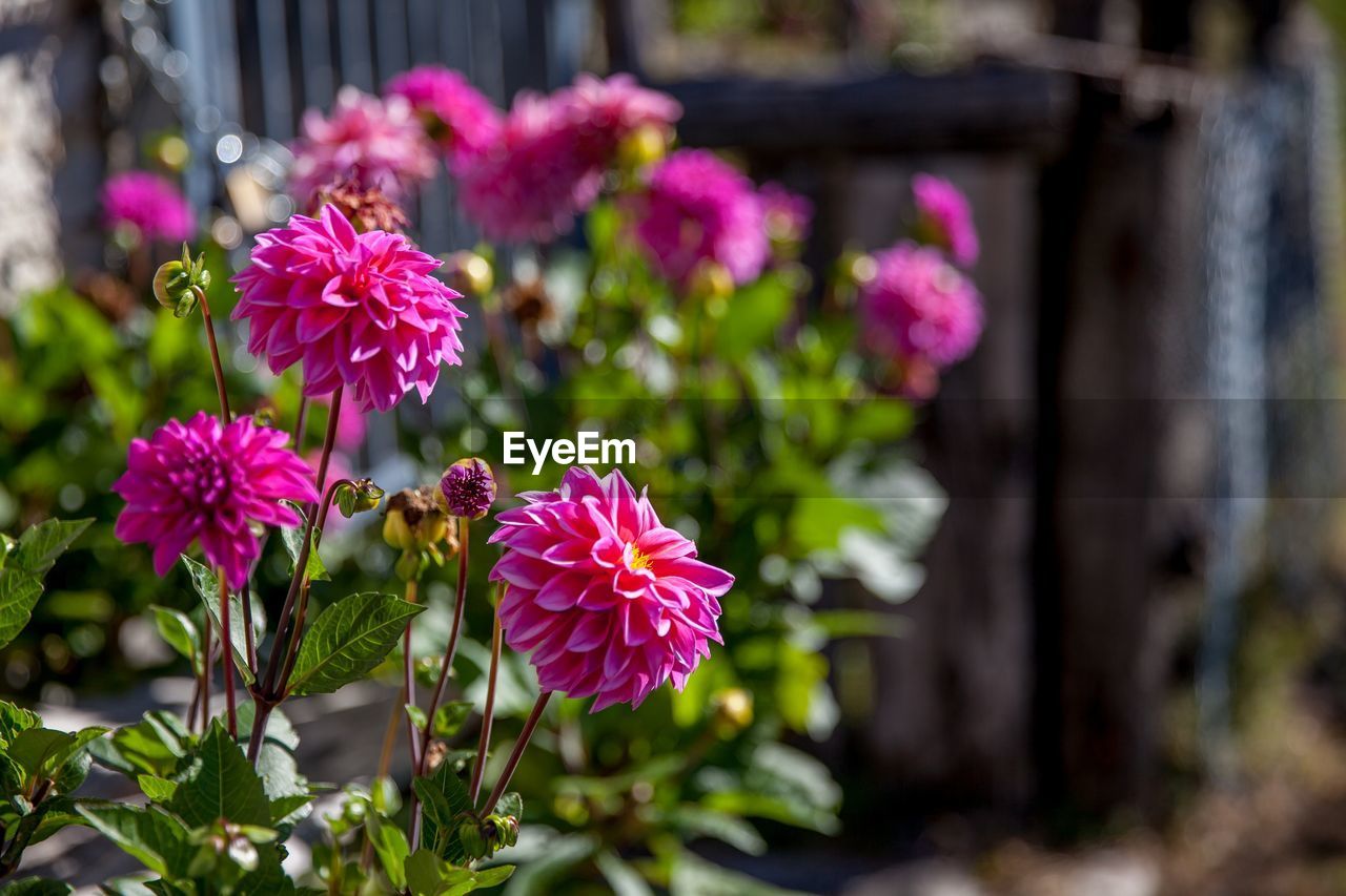 CLOSE-UP OF PURPLE FLOWERING PLANTS