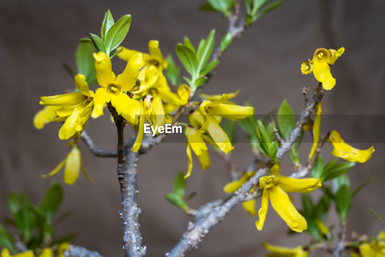 plant, yellow, flower, flowering plant, nature, beauty in nature, freshness, growth, close-up, macro photography, produce, no people, focus on foreground, branch, plant part, leaf, fragility, shrub, outdoors, wildflower, blossom, tree, food and drink, springtime, food, day, flower head, petal, selective focus, green, inflorescence