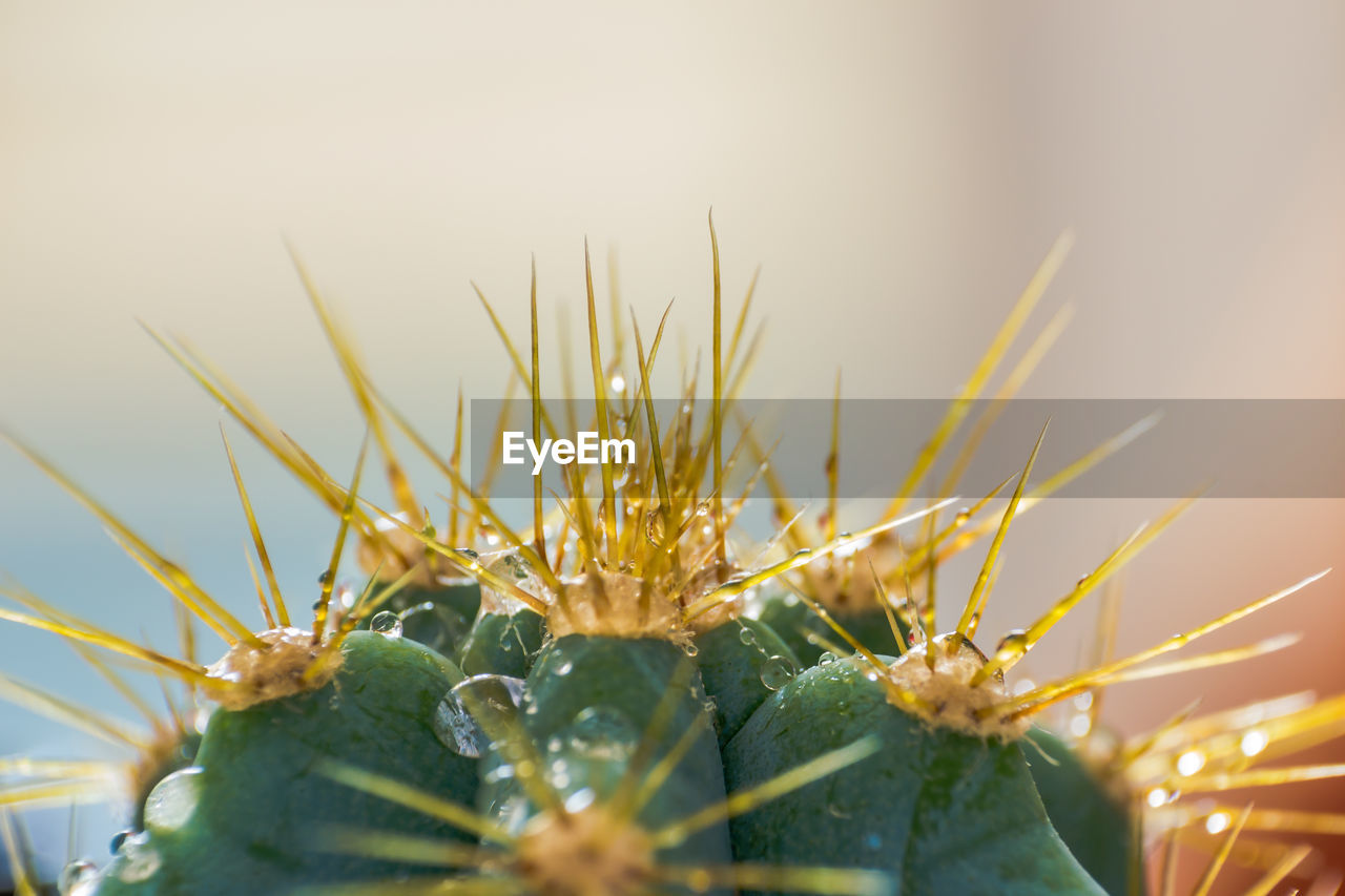 CLOSE-UP OF CACTUS