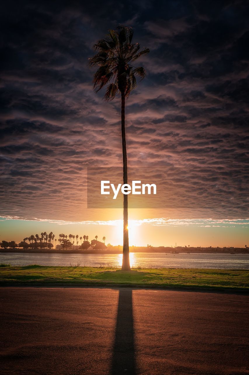 Silhouette palm trees on field against sky during sunset