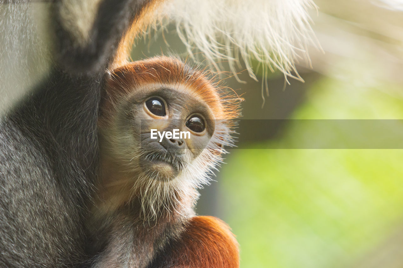 CLOSE-UP OF MONKEY LOOKING AWAY