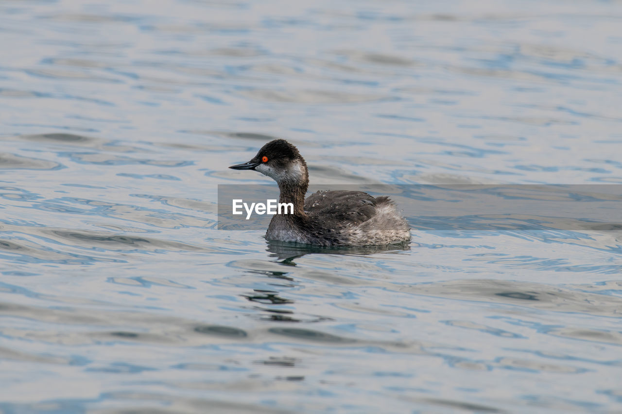 BIRD SWIMMING IN LAKE