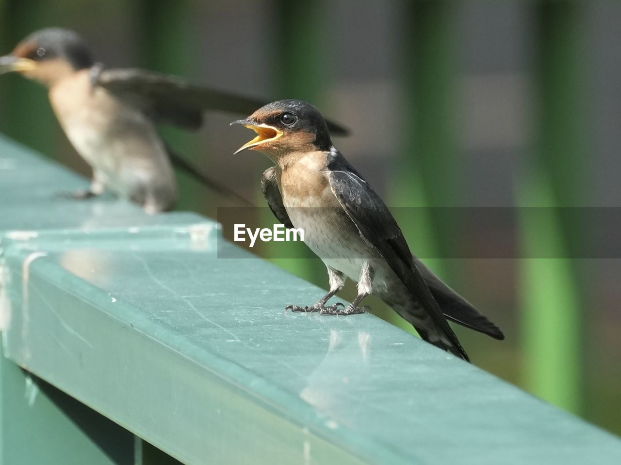 animal themes, animal, bird, animal wildlife, wildlife, beak, eating, perching, one animal, nature, feeding, focus on foreground, full length, food, songbird, no people, outdoors, food and drink, selective focus, day, beauty in nature