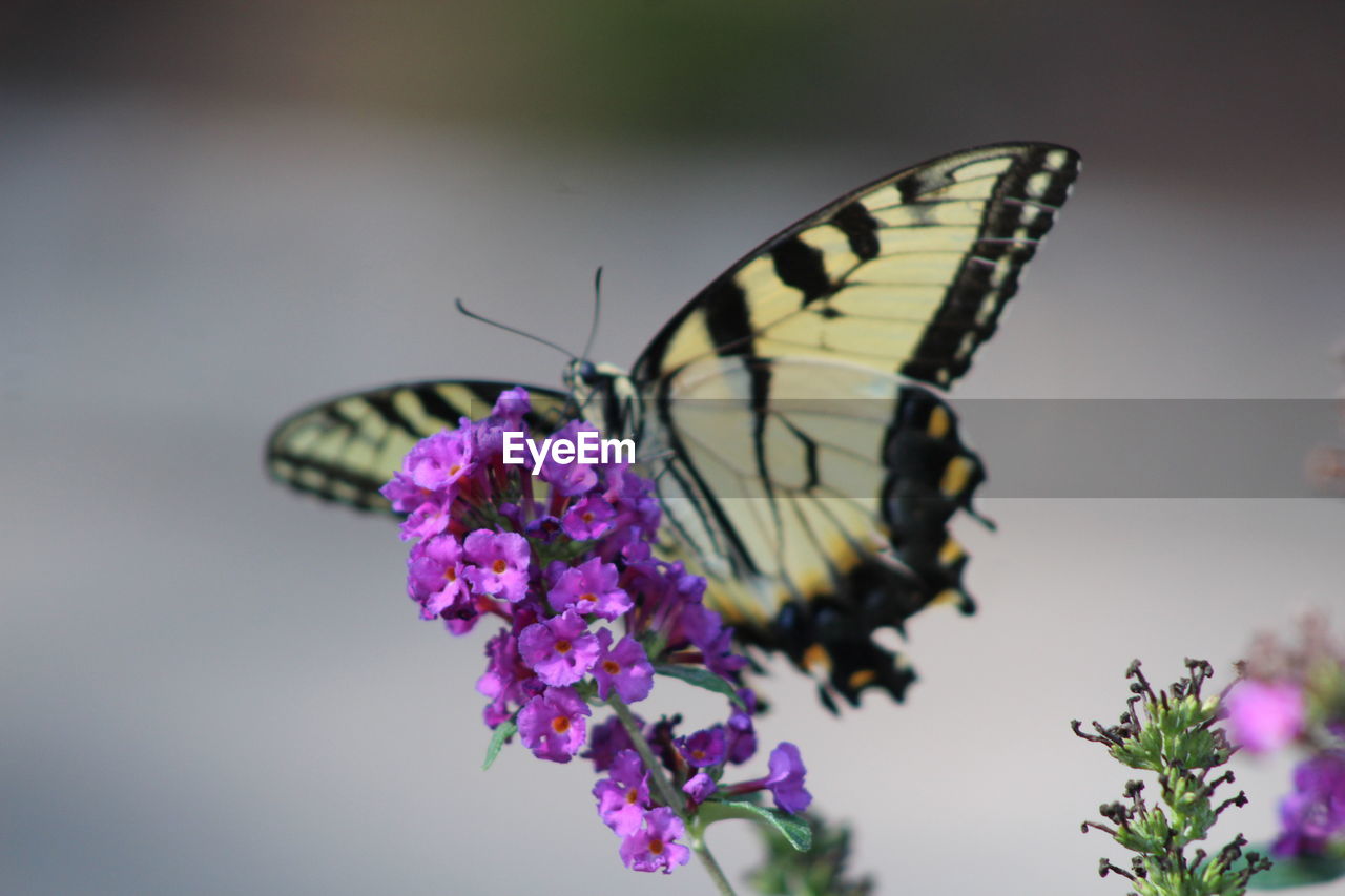 flower, beauty in nature, insect, animal themes, animal wildlife, butterfly, animal wing, flowering plant, animal, moths and butterflies, plant, nature, fragility, one animal, macro photography, wildlife, freshness, close-up, animal body part, purple, monarch butterfly, no people, focus on foreground, macro, feeding, side view, petal, eating, outdoors, summer, perching, food, full length, selective focus, flower head