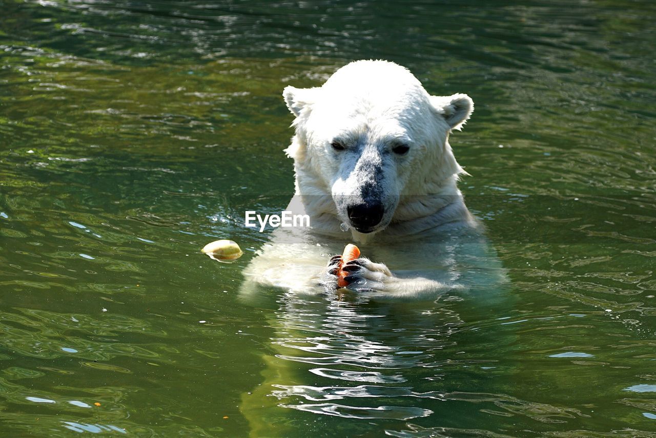 High angle view of polar bear eating carrot while swimming in lake